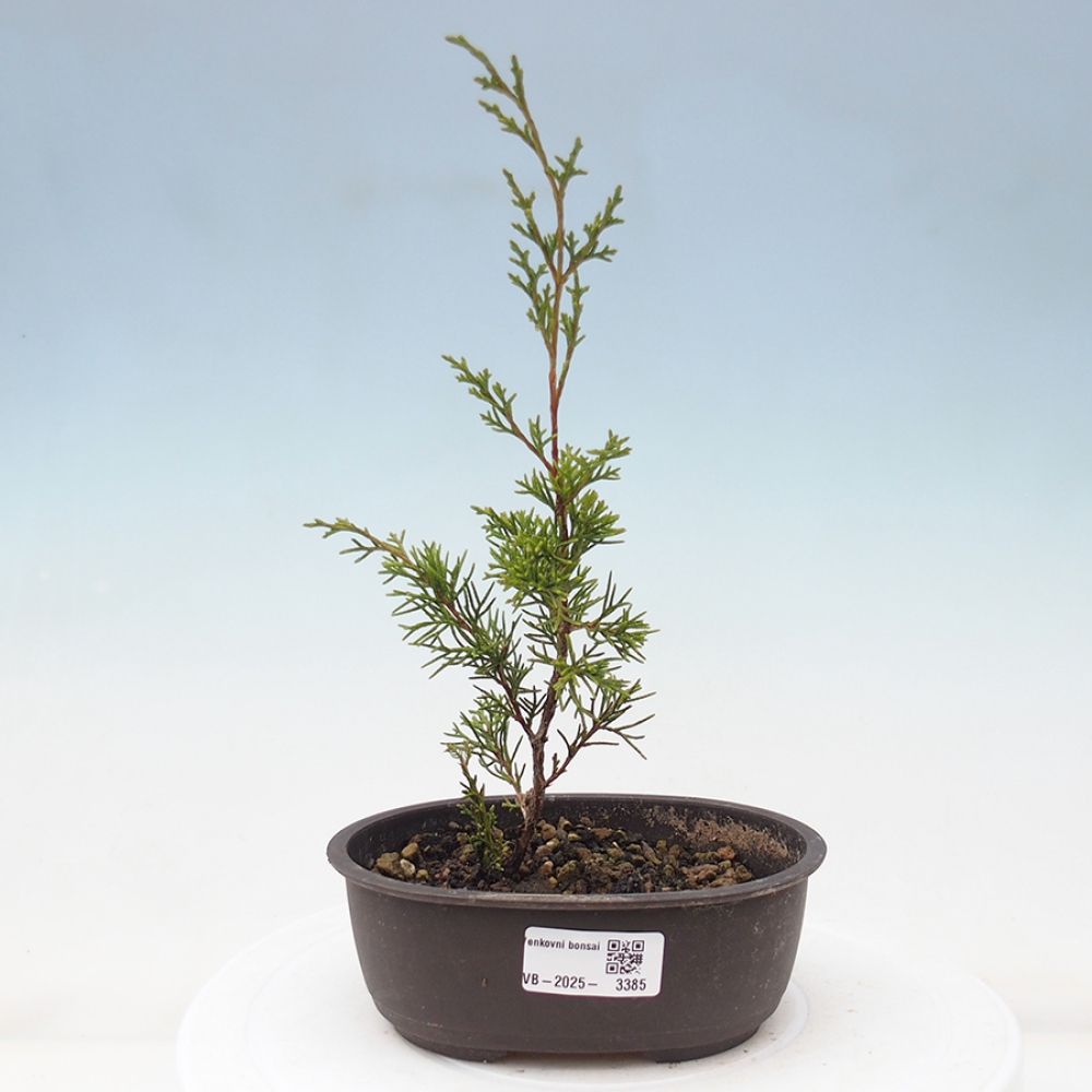 Bonsai voor buiten - Juniperus chinensis Itoigawa
