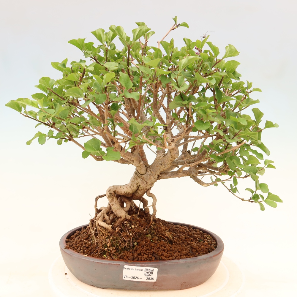Bonsai voor buiten - Syringa microphylla - kleinbloemige sering