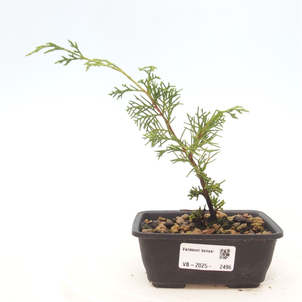 Bonsai voor buiten - Juniperus chinensis Itoigawa