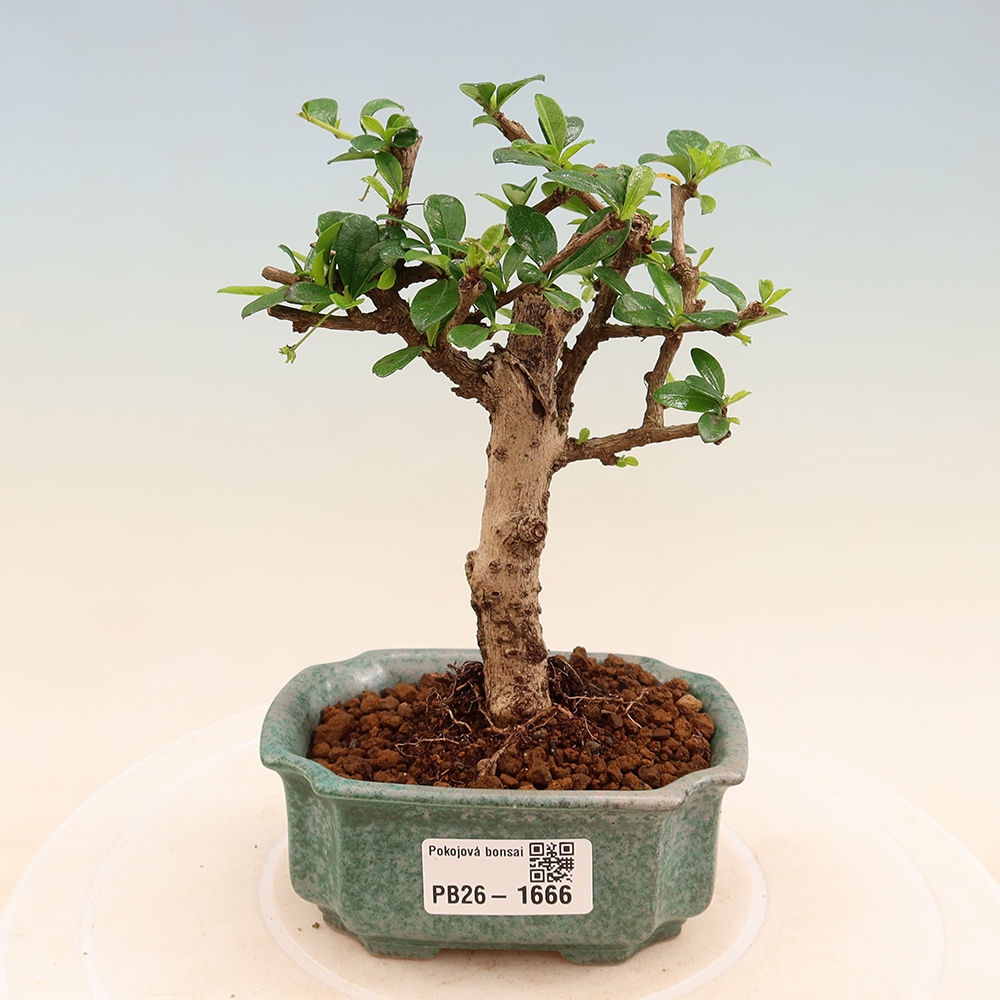 Kamerbonsai - Carmona macrophylla - Thee fuki