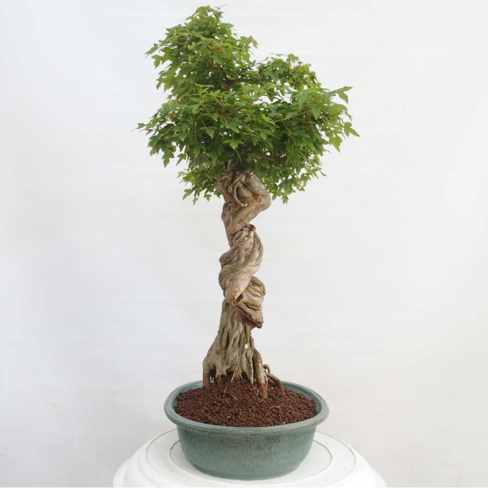 Bonsai voor buiten - Acer Buergerianum - Burgeresdoorn