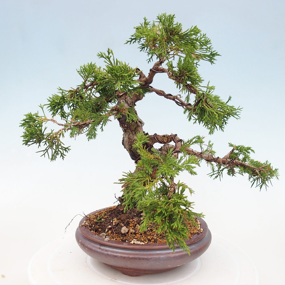 Bonsai voor buiten - Juniperus chinensis Itoigawa