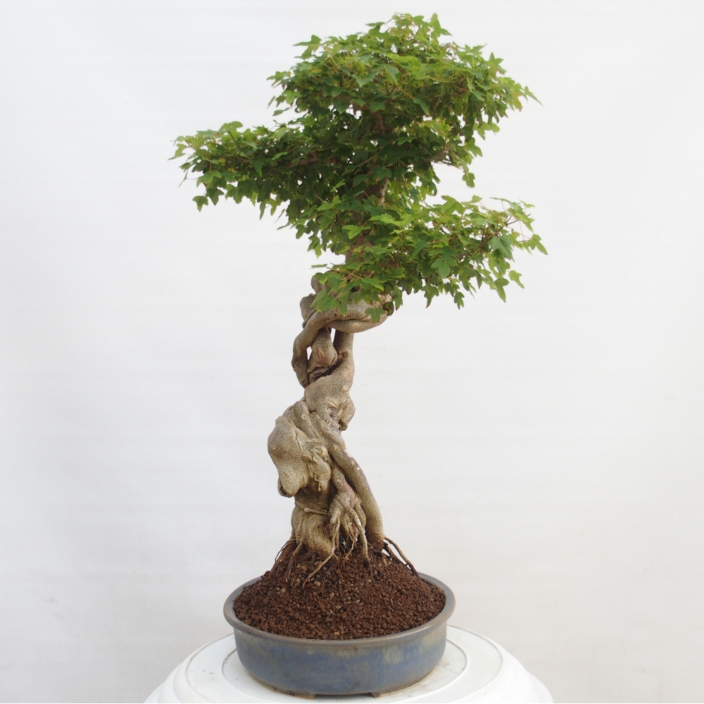 Bonsai voor buiten - Acer Buergerianum - Burgeresdoorn