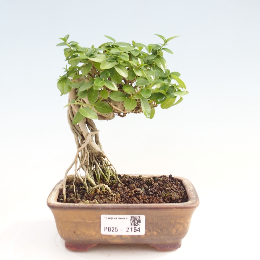 Bonsai voor binnen - Premna serratifolia - Kozlovna malolista