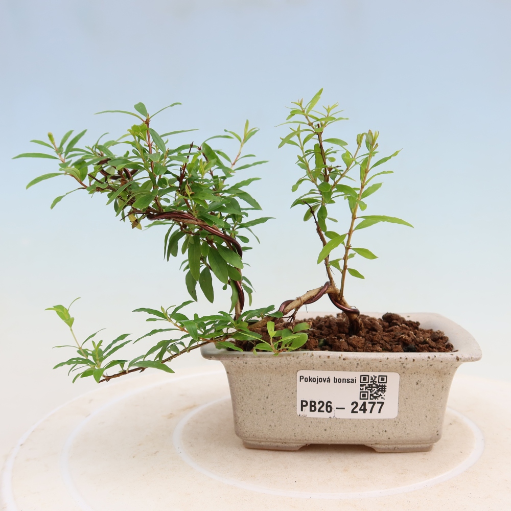 Kamerbonsai-PUNICA granatum nana-Granaatappel