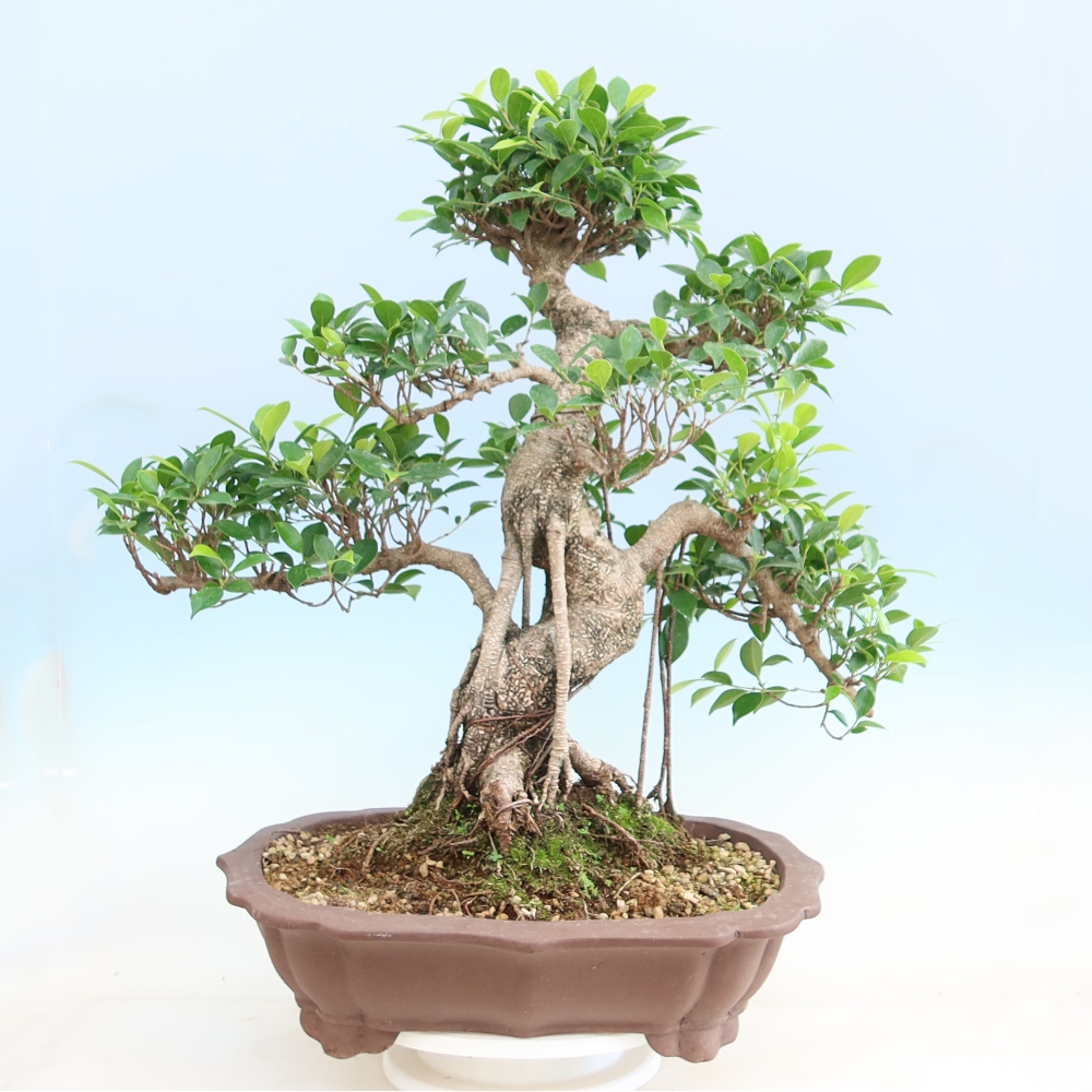 Kamerbonsai - Ficus kimmen - kleinbladige ficus