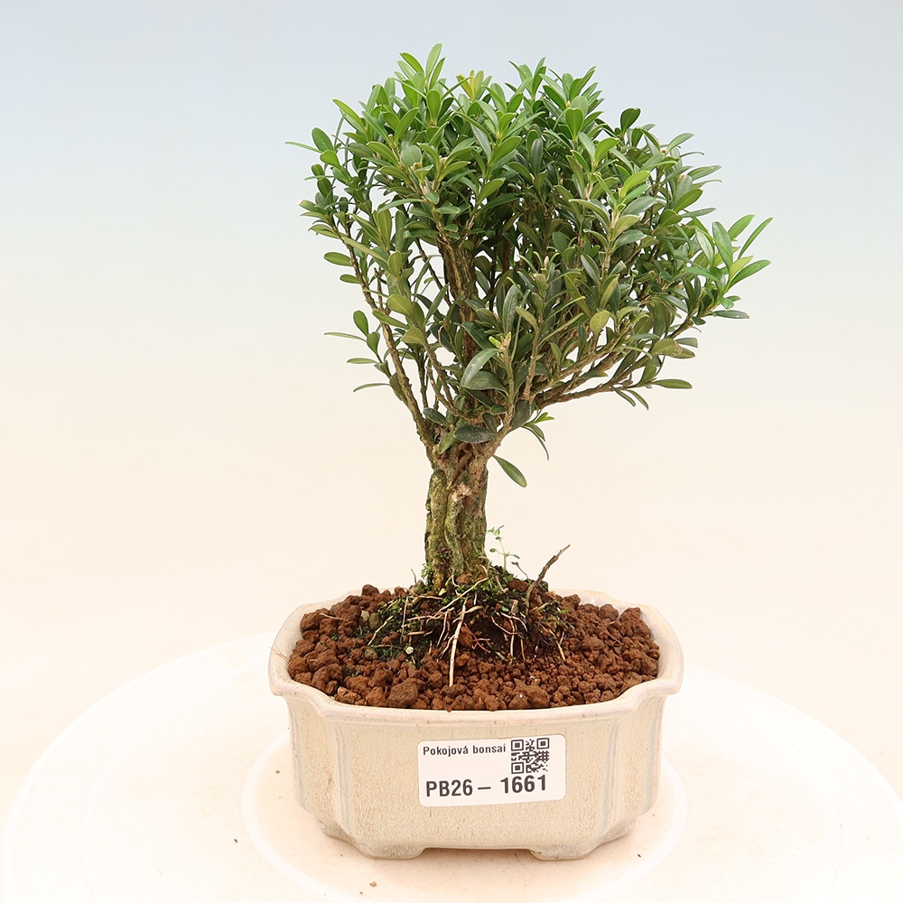 Kamerbonsai - Buxus harlandii - kurk buxus