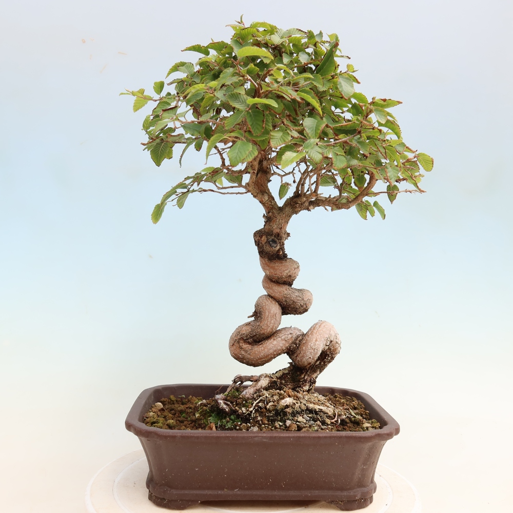 Bonsai voor buiten -Carpinus CARPINOIDES - Koreaanse haagbeuk
