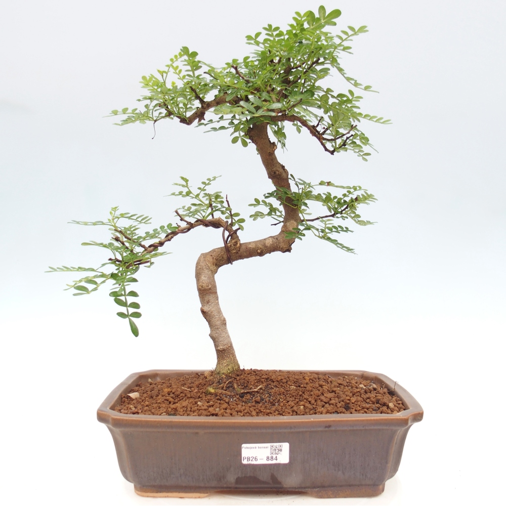 Kamerbonsai - Zantoxylum piperitum - peperboom