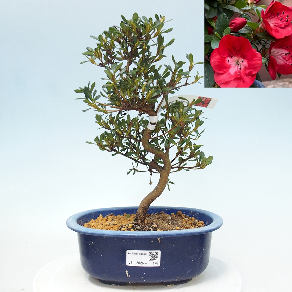 Bonsai voor buiten - Japanse Azalea - Azalea Benibeni