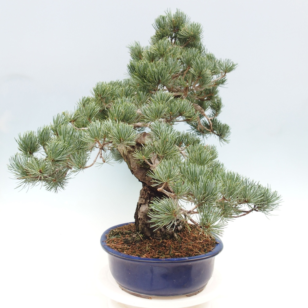 Bonsai voor buiten - Pinus parviflora - Pinus parviflora