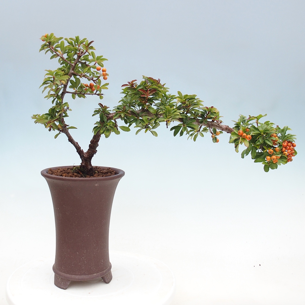 Bonsai-Pyracantha Teton voor buiten -Hlox