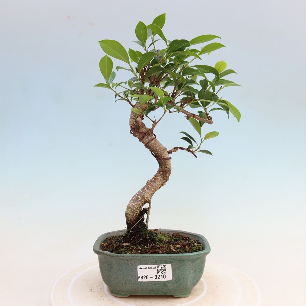 Kamerbonsai - Ficus kimmen - kleinbladige ficus