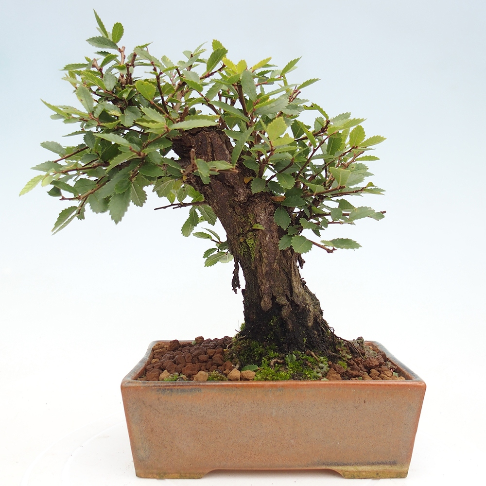 Bonsai voor buiten - Zelkova - Zelkova NIRE