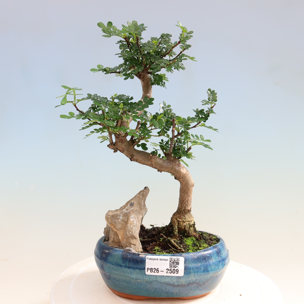 Kamerbonsai - Zantoxylum piperitum - peperboom