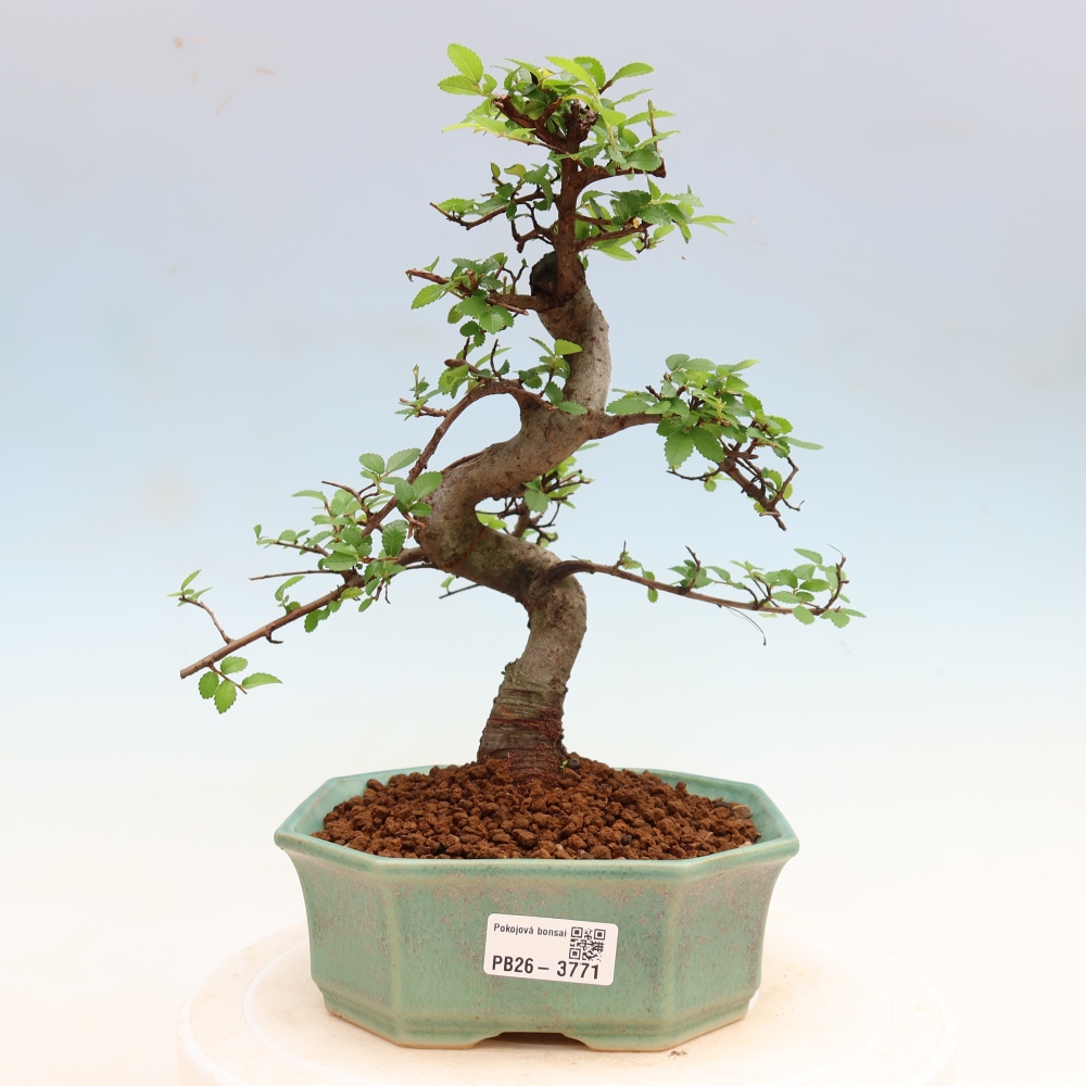 Kamerbonsai - Ulmus parvifolia - Winteriep