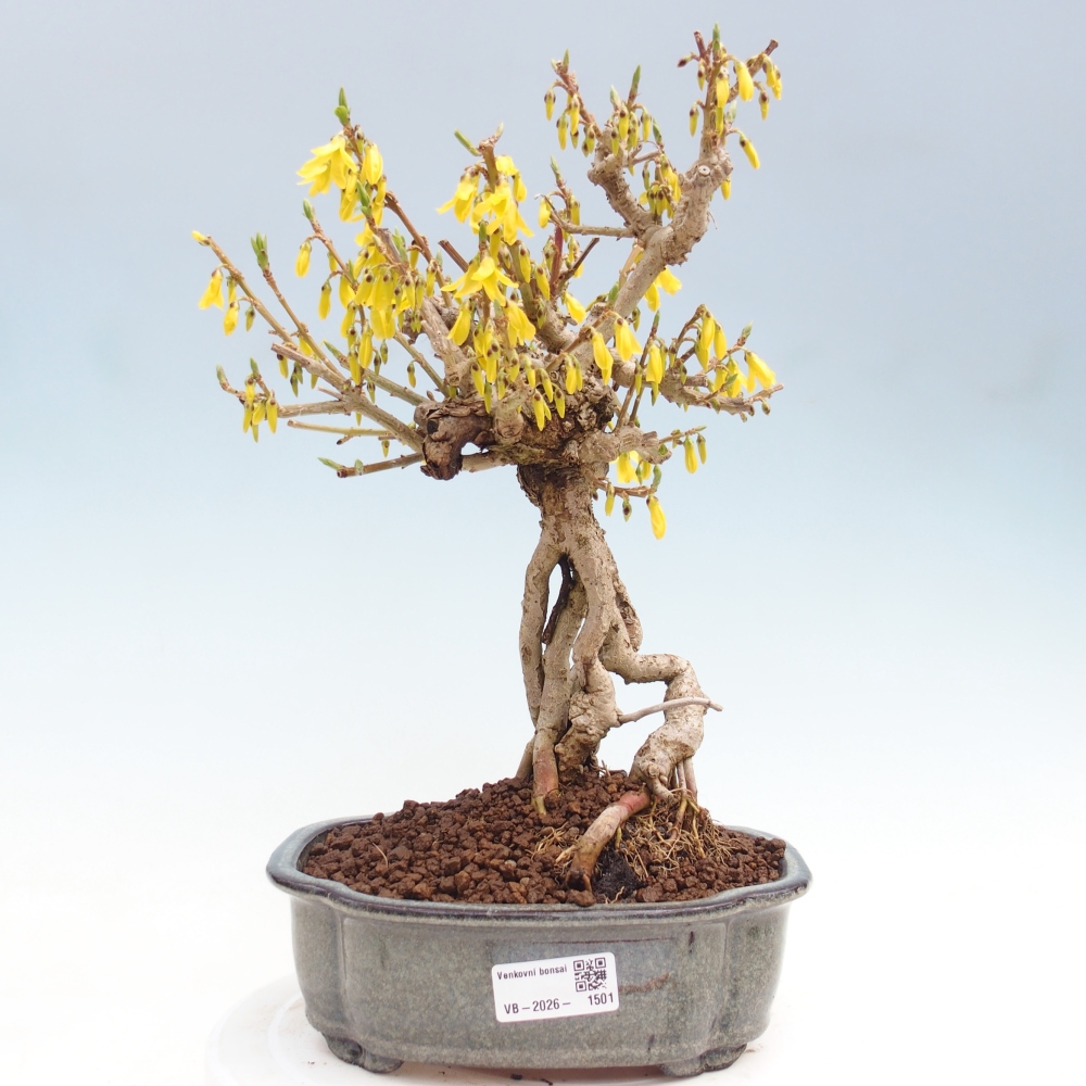 Bonsai voor buiten - Zlatice - Forsythia koreana