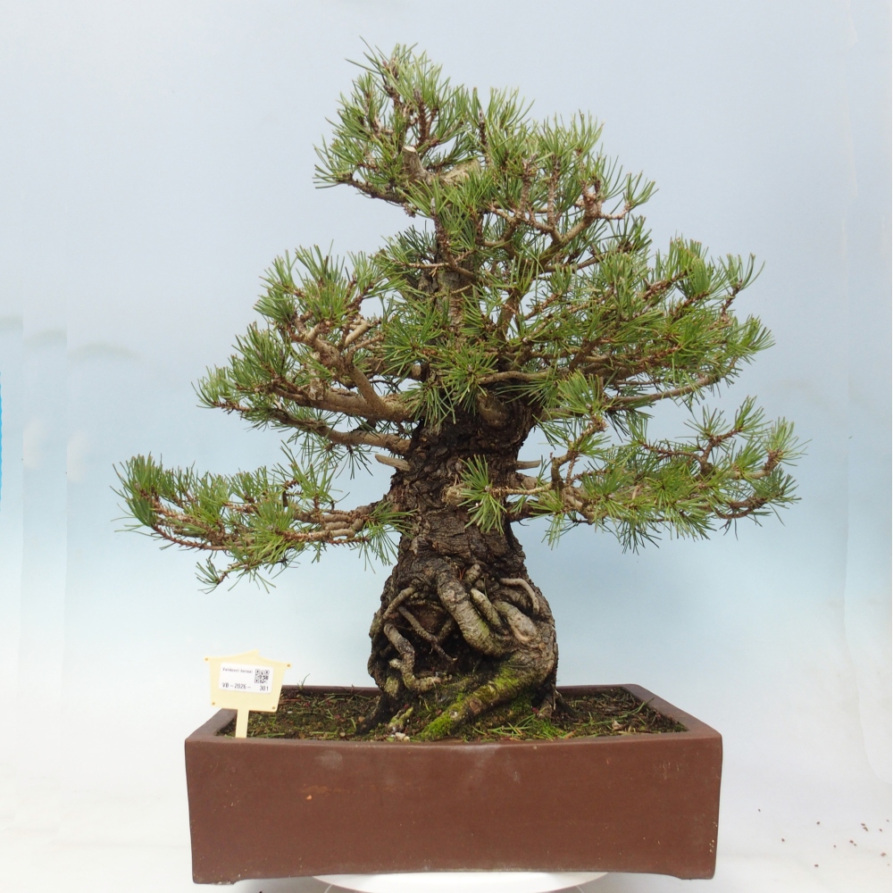 Bonsai voor buiten - Pinus sylvestris - Pinus sylvestris