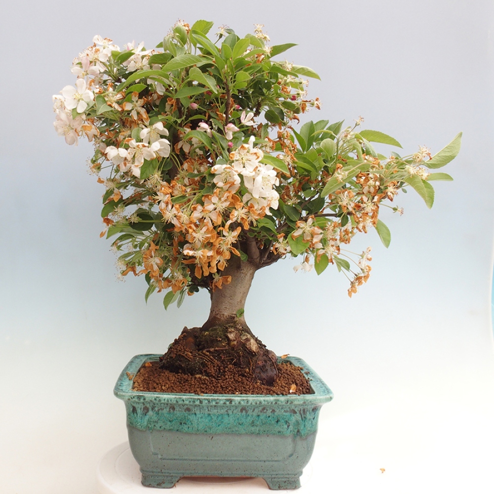 Bonsai voor buiten -Malus halliana - Appelboom met kleine vruchten