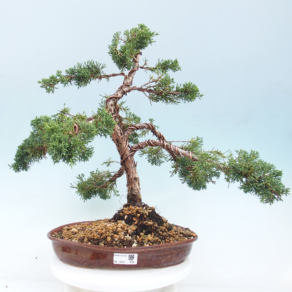 Bonsai voor buiten - Juniperus chinensis Kishu