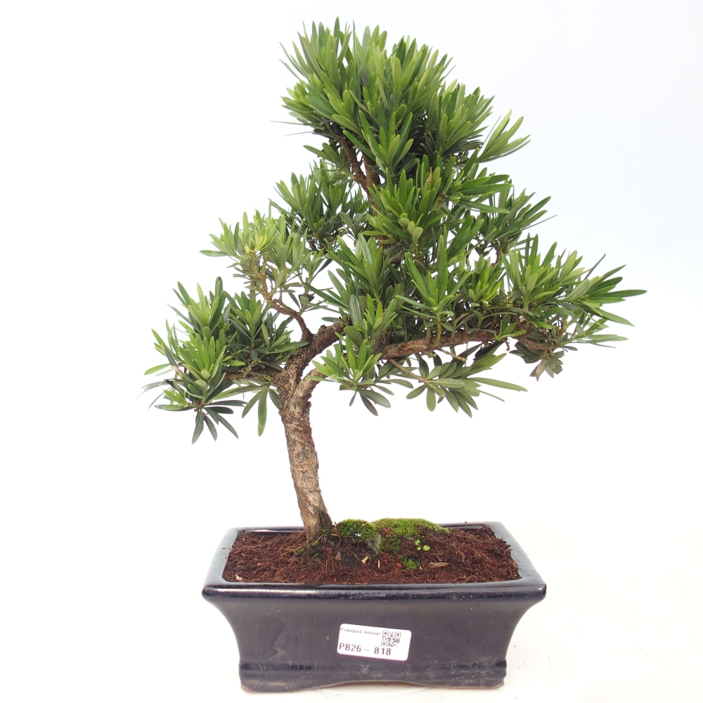 Kamerbonsai - Podocarpus - Taxus
