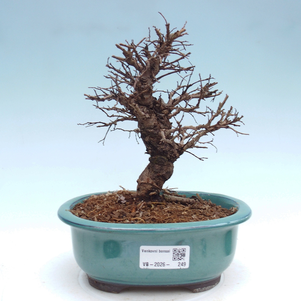 Bonsai voor buiten - Zelkova - Zelkova NIRE