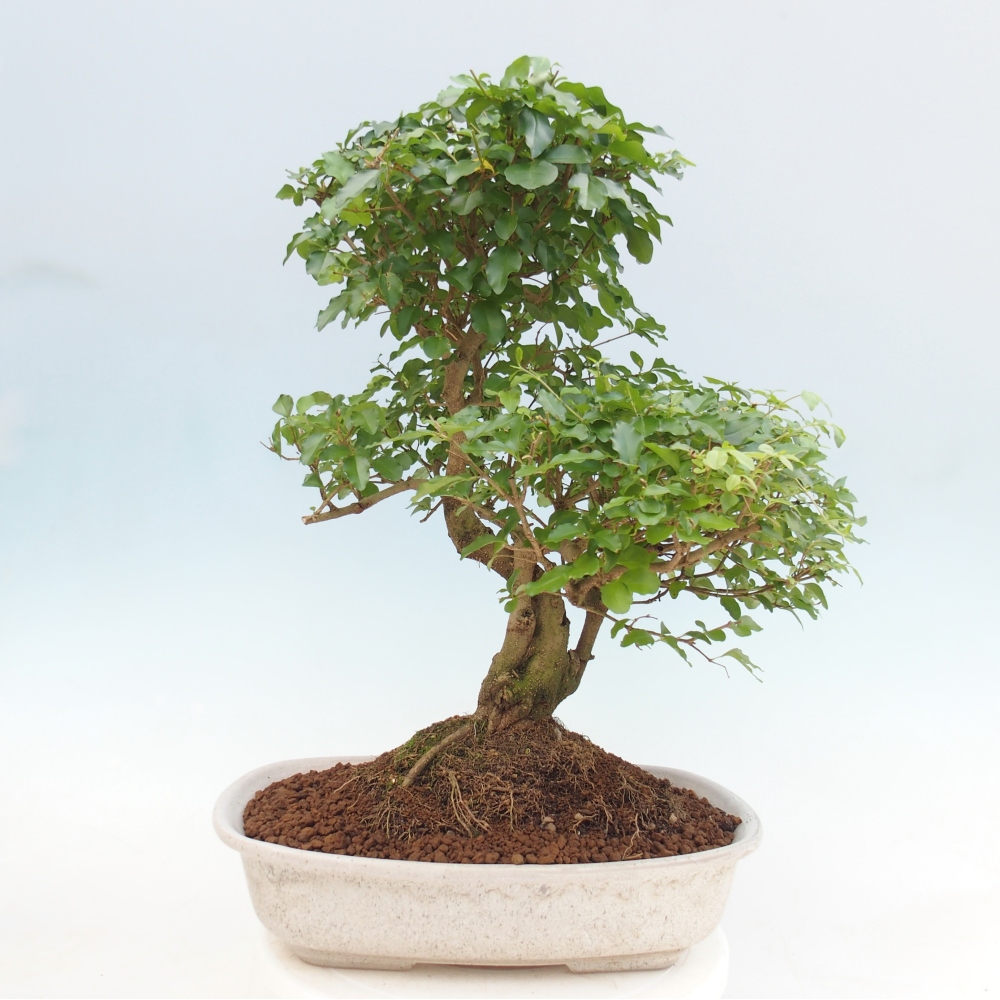 Kamerbonsai -Ligustrum chinensis - Vogelsnavel