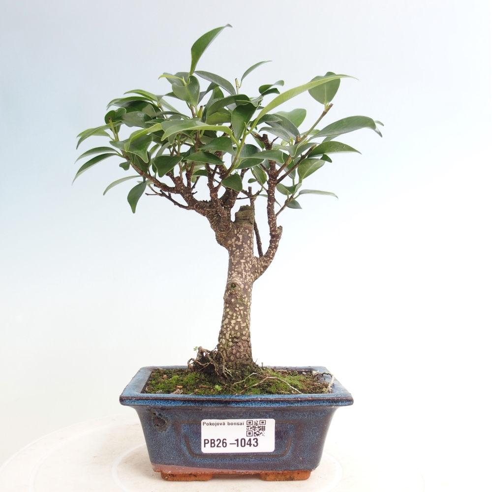 Kamer bonsai Ficus retusa kimmen