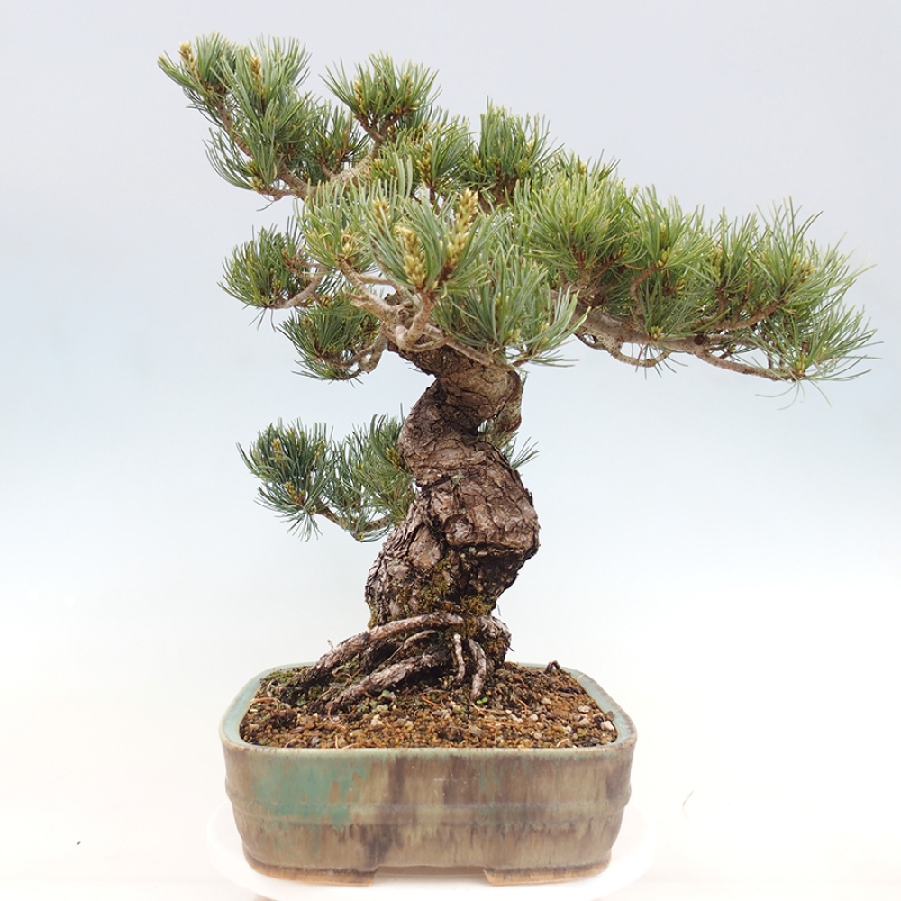 Bonsai voor buiten - Pinus parviflora - Pinus parviflora