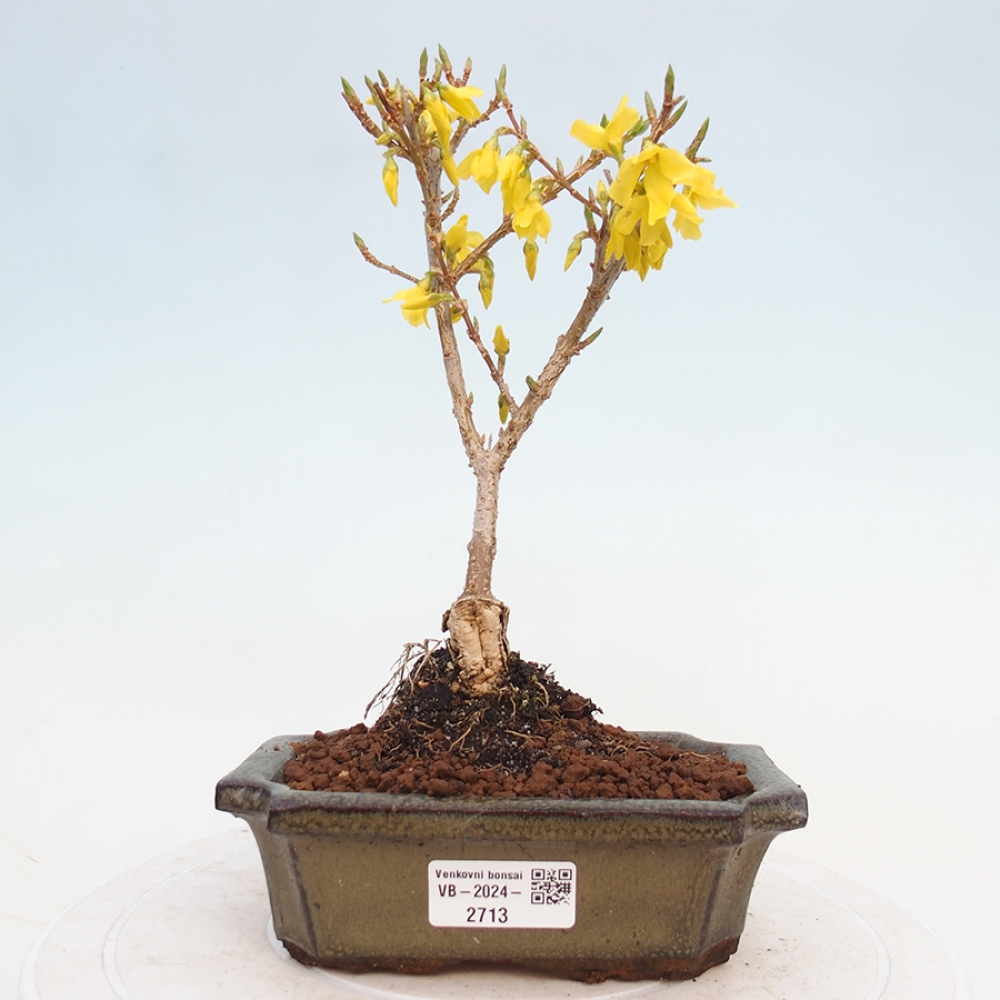 Bonsai voor buiten - Zlatice - Forsythia intermedia