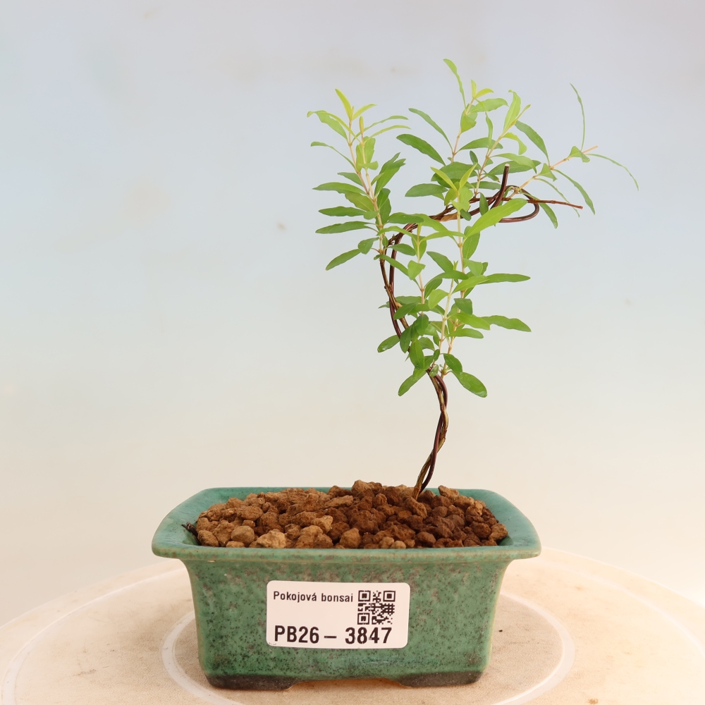 Kamerbonsai-PUNICA granatum nana-Granaatappel