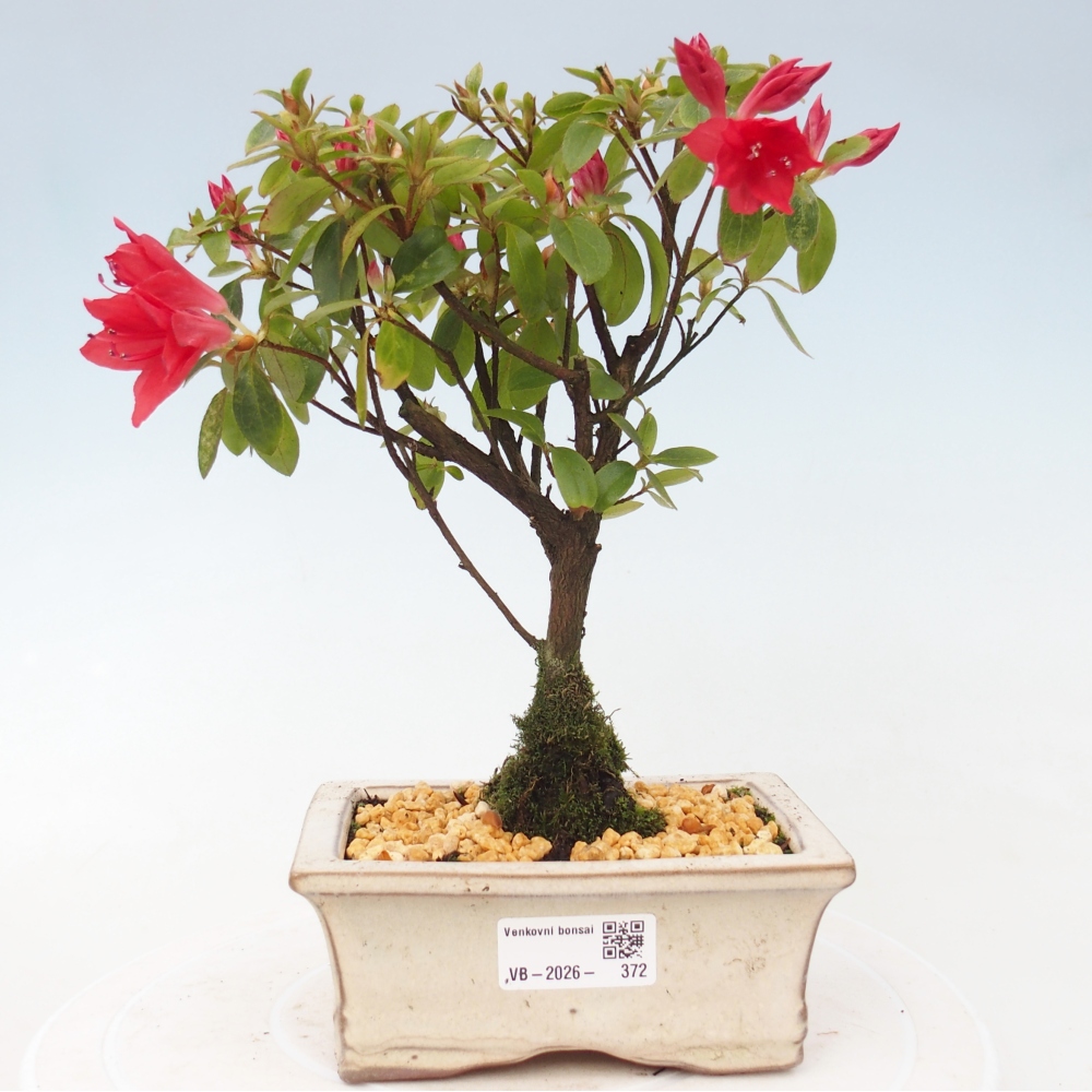 Bonsai voor buiten - Japanse azalea - Azalea sp.