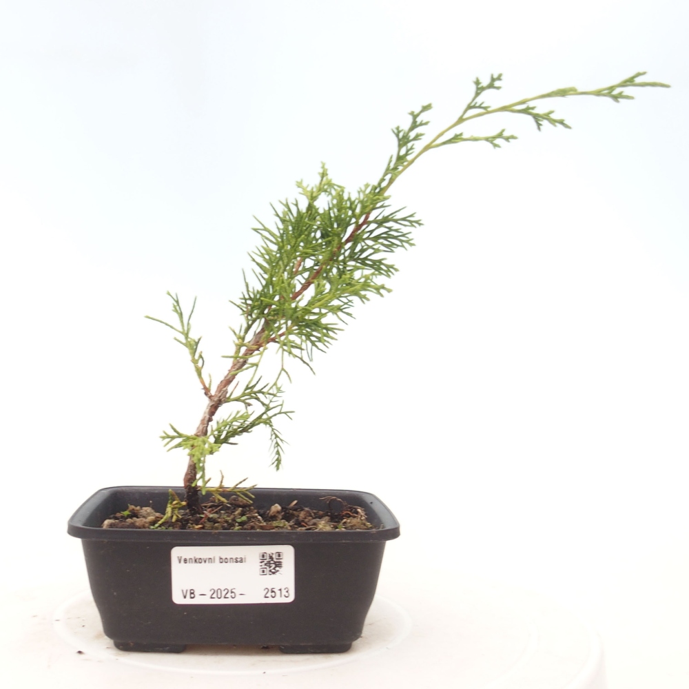Bonsai voor buiten - Juniperus chinensis Itoigawa