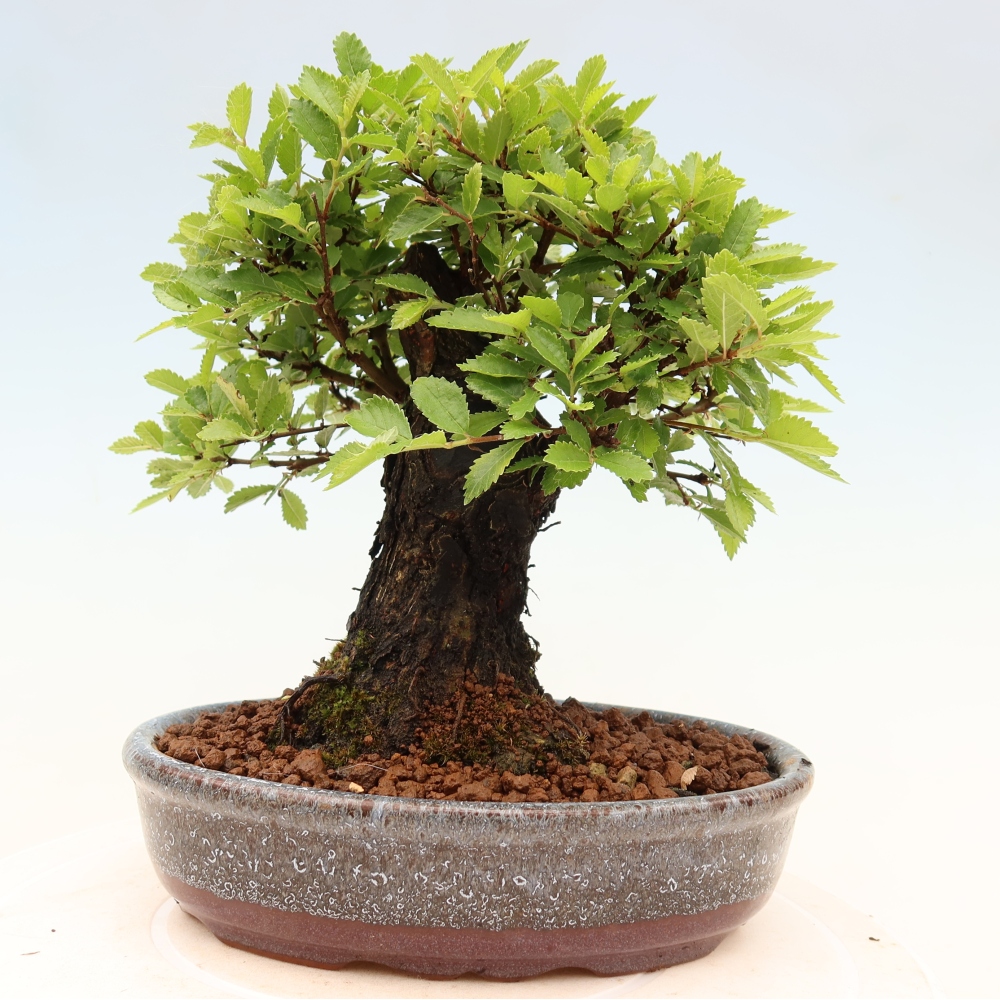 Bonsai voor buiten - Zelkova - Zelkova NIRE
