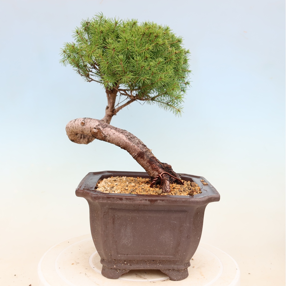 Bonsai voor buiten - Gewone spar - Picea glauca bol