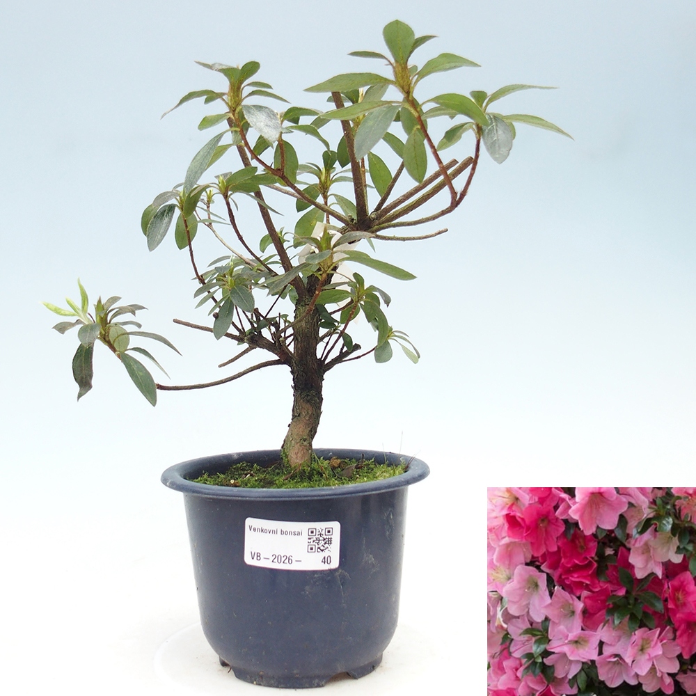 Bonsai voor buiten - Japanse Azalea - Azalea Saien
