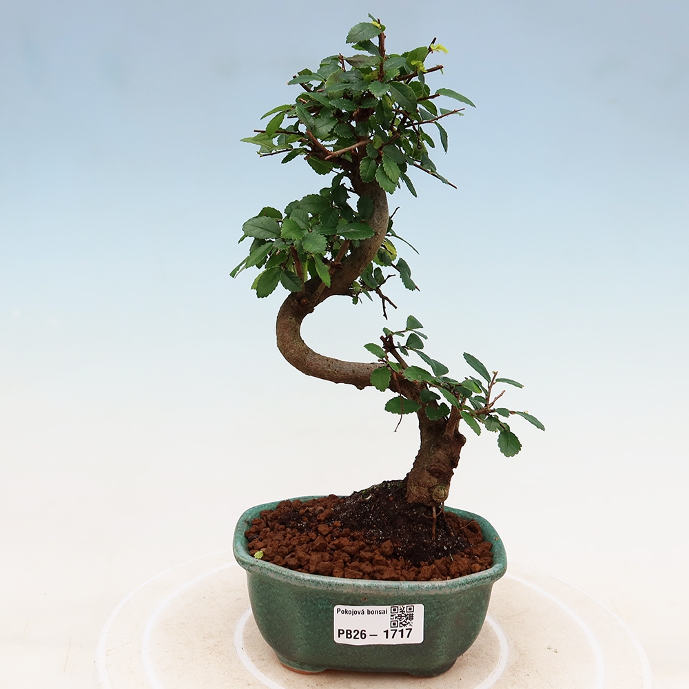 Kamerbonsai - Ulmus parvifolia - Winteriep
