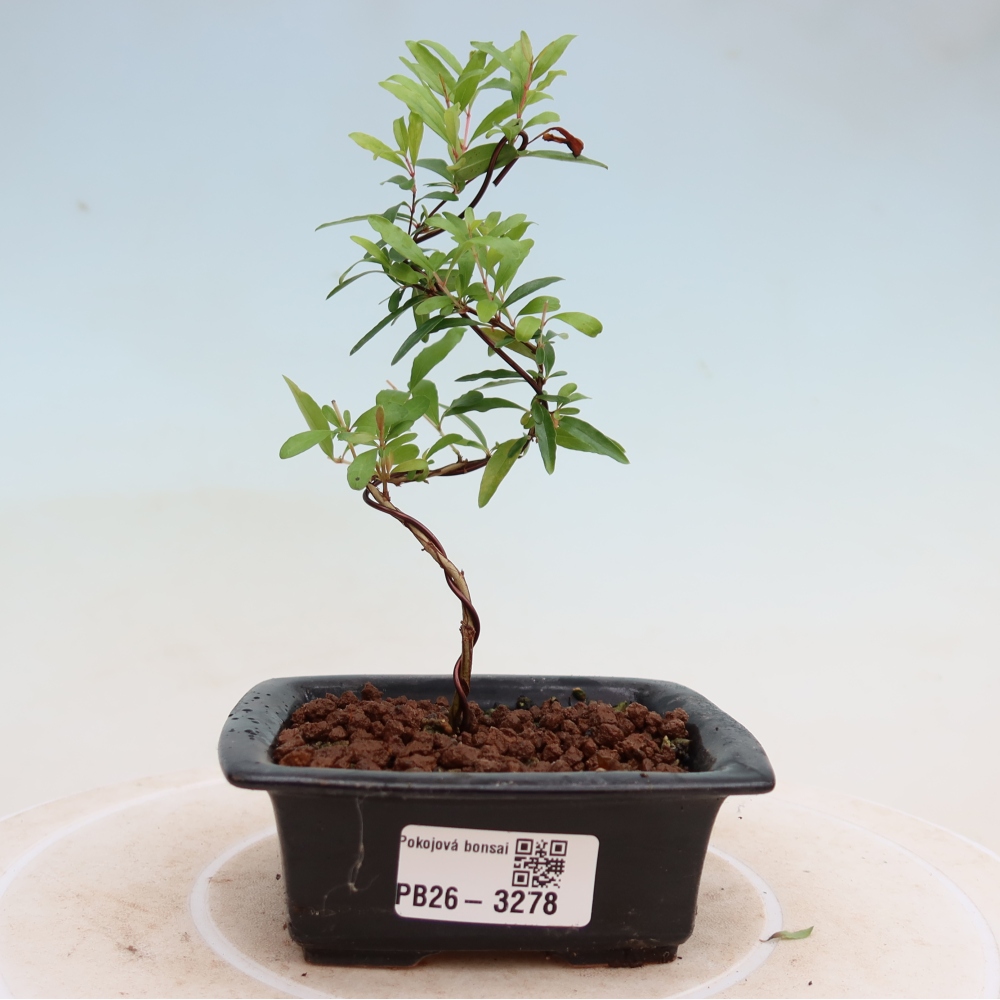 Kamerbonsai-PUNICA granatum nana-Granaatappel