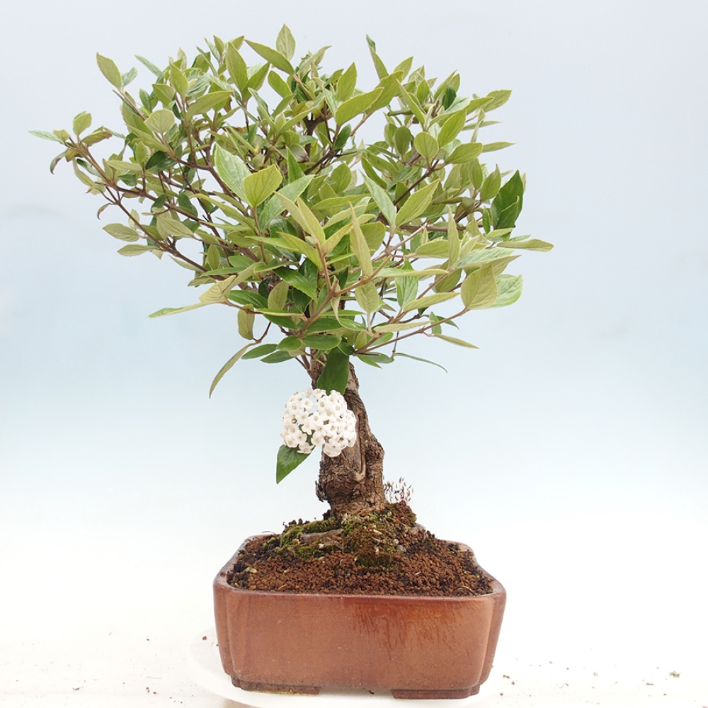 Bonsai voor buiten - Kalina Bodnanská - Viburum carlesii hemsi