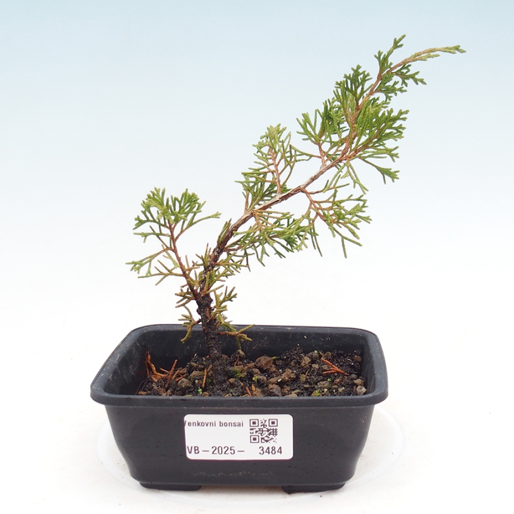Bonsai voor buiten - Juniperus chinensis Itoigawa