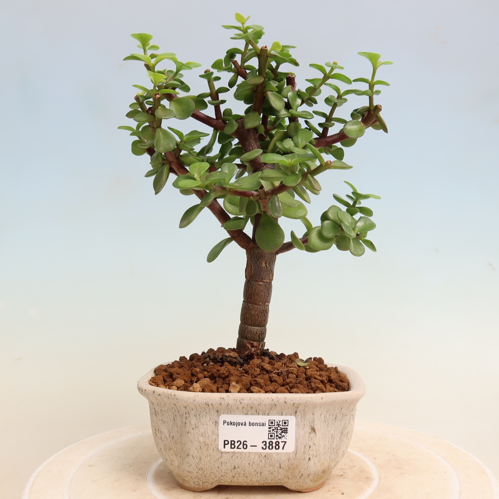 Kamerbonsai - Portulakaria Afra - Tlustice