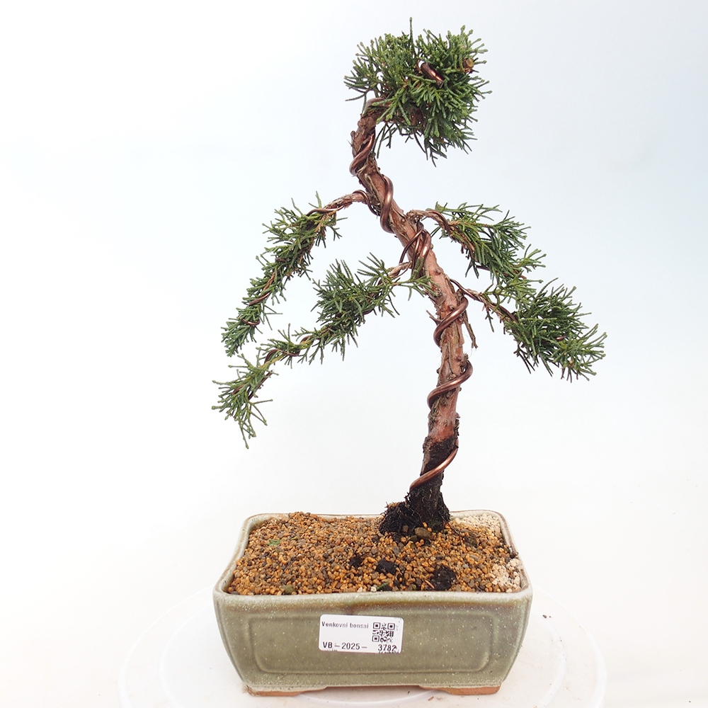 Bonsai voor buiten - Juniperus chinensis Kishu