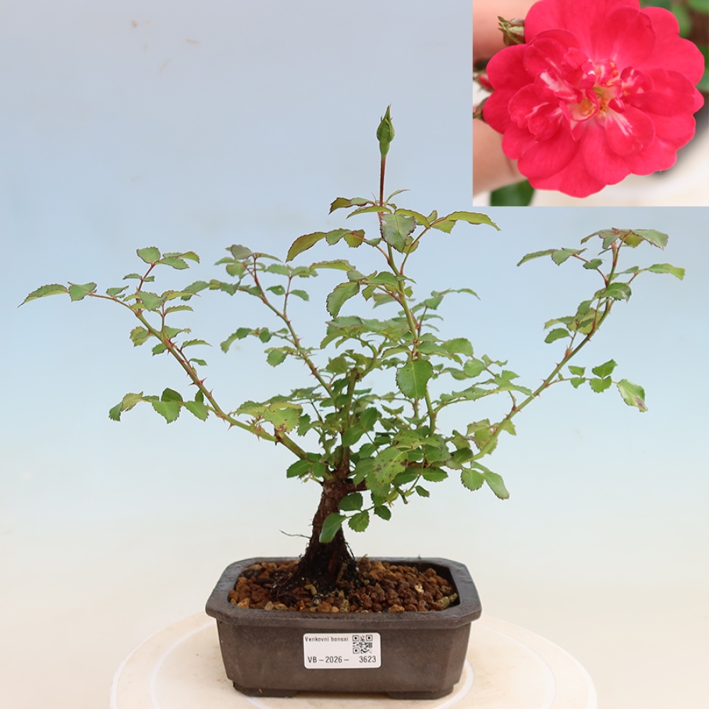 Bonsai voor buiten - Rosa Kordes - roos