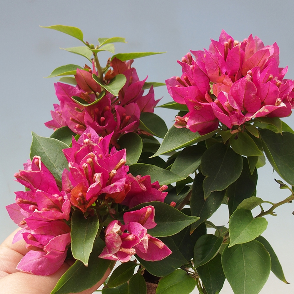 Kamerbonsai - Bouganwilea