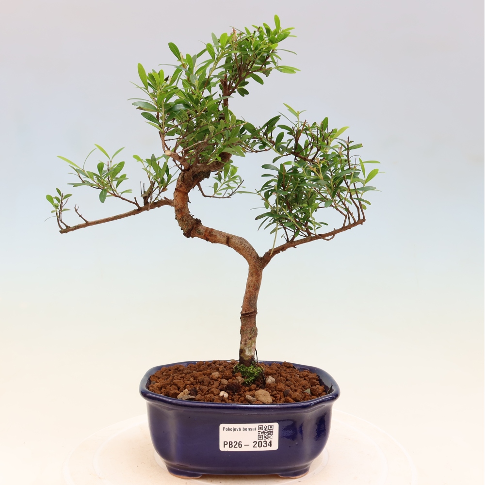 Kamerbonsai - Syzygium - Pimento
