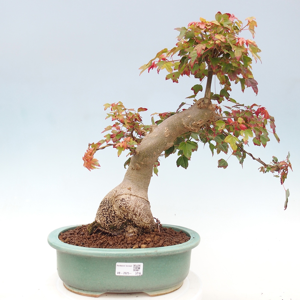 Bonsai voor buiten - Acer Buergerianum - Burgeresdoorn