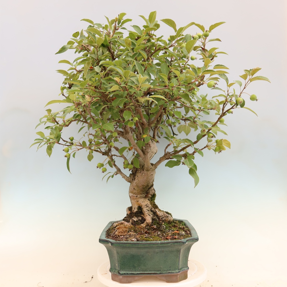 Bonsai voor buiten -Malus halliana - Appelboom met kleine vruchten