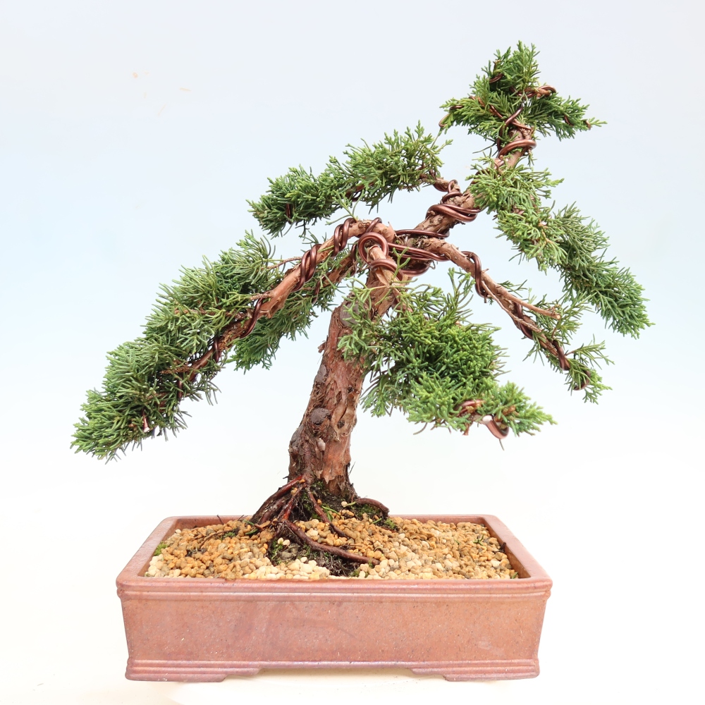 Bonsai voor buiten - Juniperus chinensis Kishu