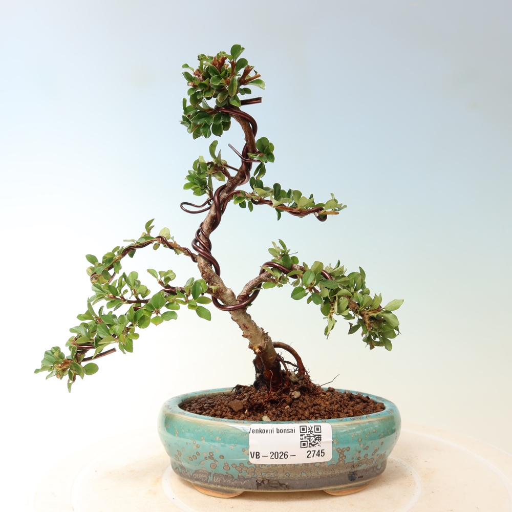 Bonsai voor buiten - Cotoneaster horizontalis - Rocky Mountain