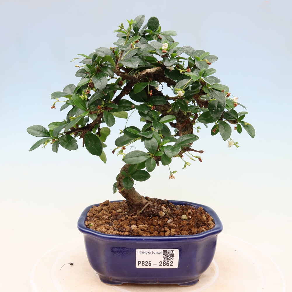Kamerbonsai - Carmona macrophylla - Thee fuki